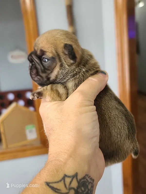 Thelma – French Bulldog puppy for sale in Cairo, MO