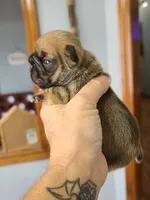 Thelma, a female French Bulldog for sale in Cairo, MO – 1 of 4