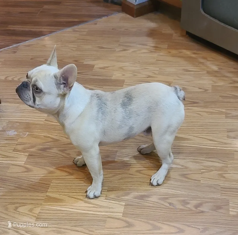 Pinky EE kyky coco Dd ayat m – French Bulldog puppy for sale in Cairo, MO