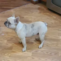 Pinky EE kyky coco Dd ayat m, a male French Bulldog for sale in Cairo, MO – 1 of 10