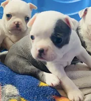 BlueBella, a female Boston Terrier for sale in Lake in the Hills, IL – 3 of 8
