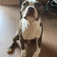 Hannah, a female Boston Terrier for sale in Lake in the Hills, IL – Photo 1 of 7