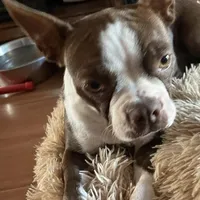 Hannah, a female Boston Terrier for sale in Lake in the Hills, IL – Photo 2 of 7