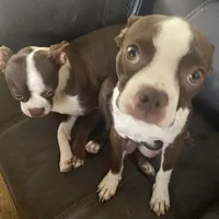 Hannah, a female Boston Terrier for sale in Lake in the Hills, IL – Photo 5 of 7