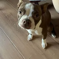 Hannah, a female Boston Terrier for sale in Lake in the Hills, IL – Photo 7 of 7