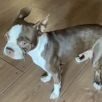 Hannah, a female Boston Terrier for sale in Lake in the Hills, IL – Photo 3 of 7