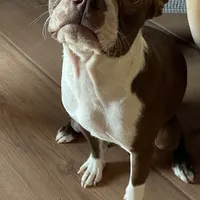 Hannah, a female Boston Terrier for sale in Lake in the Hills, IL – Photo 6 of 7