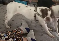 Ruthie, a female Boston Terrier for sale in Lake in the Hills, IL – Photo 3 of 3