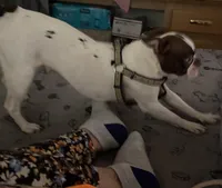 Ruthie, a female Boston Terrier for sale in Lake in the Hills, IL – Photo 2 of 3