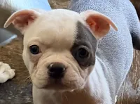 BlueBella, a female Boston Terrier for sale in Lake in the Hills, IL – 2 of 8