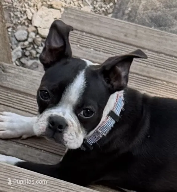 Maggie Mae – Boston Terrier puppy for sale in Lake in the Hills, IL