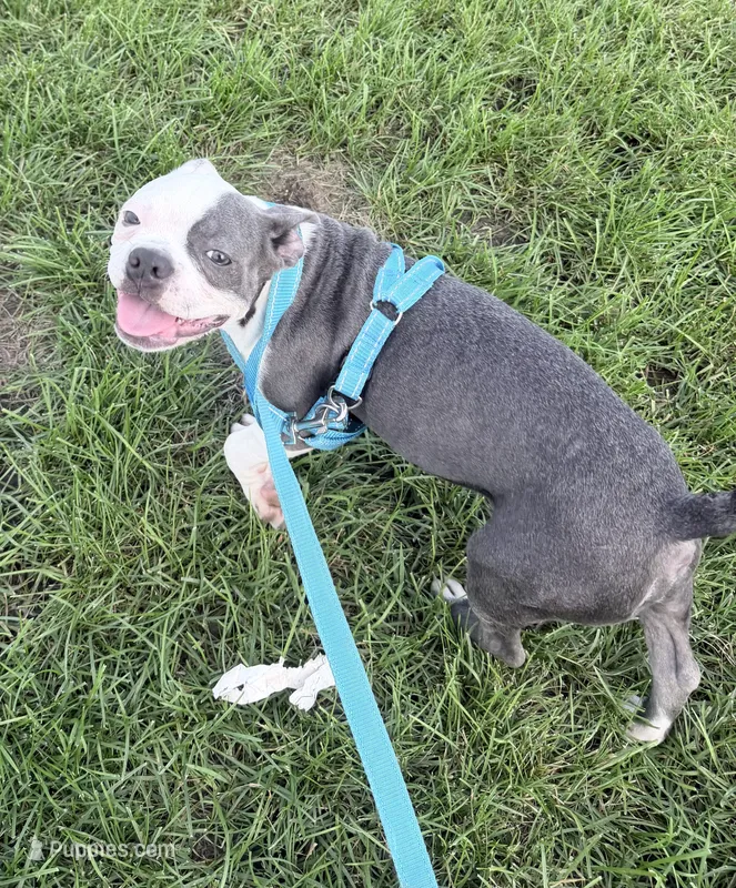 Henry – Boston Terrier puppy for sale in Lake in the Hills, IL