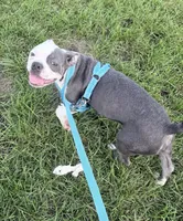 Henry, a male Boston Terrier for sale in Lake in the Hills, IL – 4 of 10