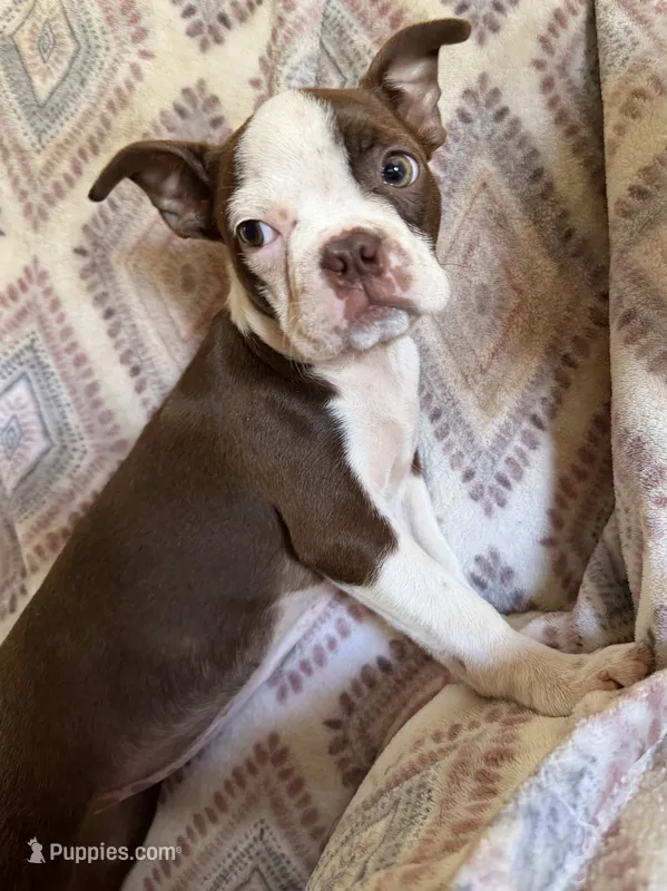 Reba – Boston Terrier puppy for sale in Lake in the Hills, IL