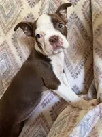 Reba, a female Boston Terrier for sale in Lake in the Hills, IL – 9 of 9