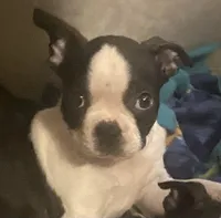 Jubilee, a female Boston Terrier for sale in Lake in the Hills, IL – Photo 8 of 10