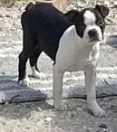 Jubilee, a female Boston Terrier for sale in Lake in the Hills, IL – Photo 2 of 10