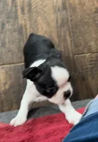 Jubilee, a female Boston Terrier for sale in Lake in the Hills, IL – Photo 9 of 10