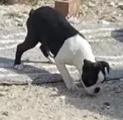 Jubilee, a female Boston Terrier for sale in Lake in the Hills, IL – Photo 3 of 10