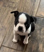 Jubilee, a female Boston Terrier for sale in Lake in the Hills, IL – Photo 7 of 10