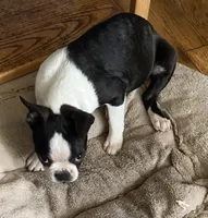 Jubilee, a female Boston Terrier for sale in Lake in the Hills, IL – Photo 5 of 10