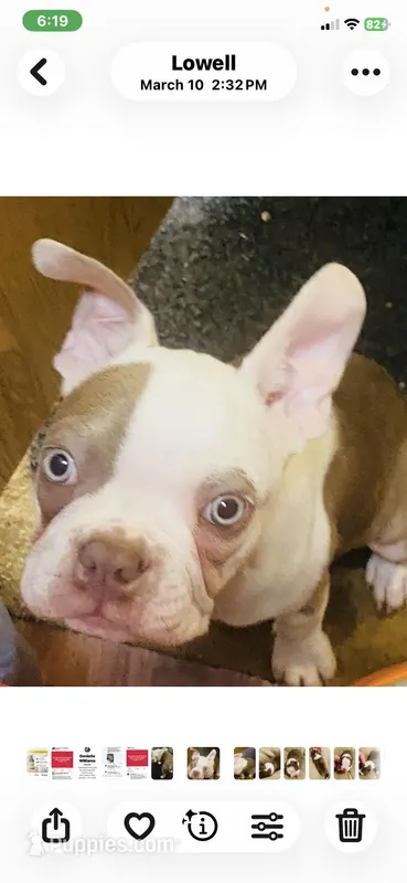 Jacob – Boston Terrier puppy for sale in Lake in the Hills, IL