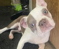 Jacob, a male Boston Terrier for sale in Lake in the Hills, IL – Photo 6 of 8