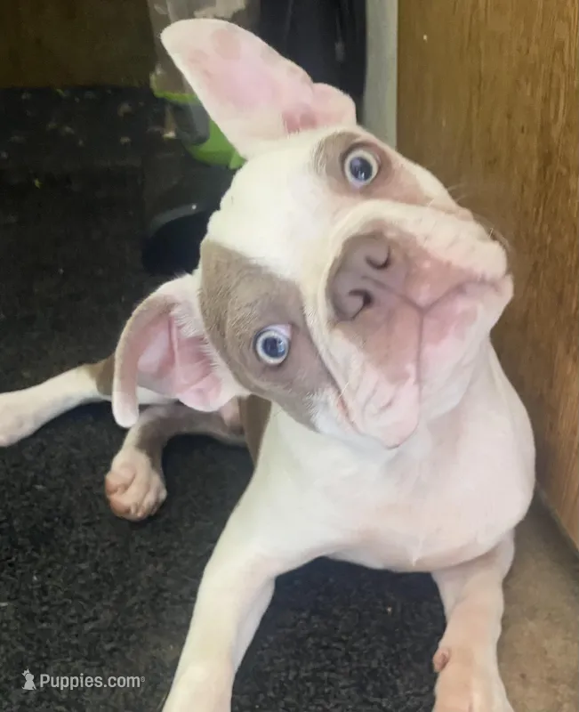 Jacob – Boston Terrier puppy for sale in Lake in the Hills, IL