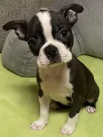 Bianca, a female Boston Terrier for sale in Lake in the Hills, IL – Photo 1 of 7