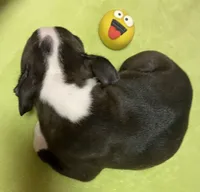 Bianca, a female Boston Terrier for sale in Lake in the Hills, IL – Photo 4 of 7