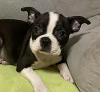 Bianca, a female Boston Terrier for sale in Lake in the Hills, IL – Photo 5 of 7
