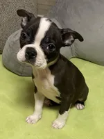 Bianca, a female Boston Terrier for sale in Lake in the Hills, IL – Photo 3 of 7