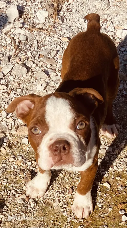 Markie – Boston Terrier puppy for sale in Lake in the Hills, IL