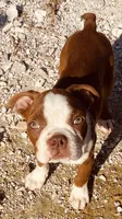 Markie, a male Boston Terrier for sale in Lake in the Hills, IL – 1 of 10