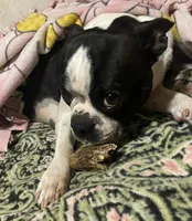 Magdalena , a female Boston Terrier for sale in Lake in the Hills, IL – 6 of 6