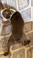 Reba, a female Boston Terrier for sale in Lake in the Hills, IL – 3 of 9