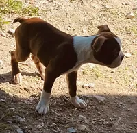 Markie, a male Boston Terrier for sale in Lake in the Hills, IL – 4 of 10