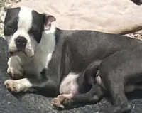 Lavern, a female Boston Terrier for sale in Lake in the Hills, IL – 1 of 3