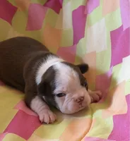Reba, a female Boston Terrier for sale in Lake in the Hills, IL – 7 of 9