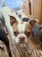 BlueBella, a female Boston Terrier for sale in Lake in the Hills, IL – 7 of 8
