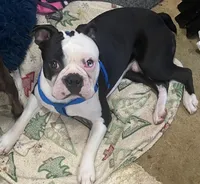 Norman, a male Boston Terrier for sale in Lake in the Hills, IL – Photo 9 of 10