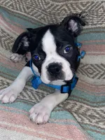 Norman, a male Boston Terrier for sale in Lake in the Hills, IL – Photo 3 of 10