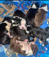 Norman, a male Boston Terrier for sale in Lake in the Hills, IL – Photo 10 of 10