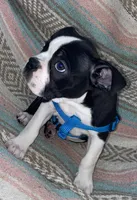 Norman, a male Boston Terrier for sale in Lake in the Hills, IL – Photo 4 of 10
