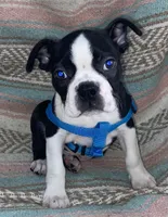 Norman, a male Boston Terrier for sale in Lake in the Hills, IL – Photo 2 of 10