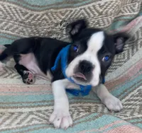 Norman, a male Boston Terrier for sale in Lake in the Hills, IL – Photo 5 of 10