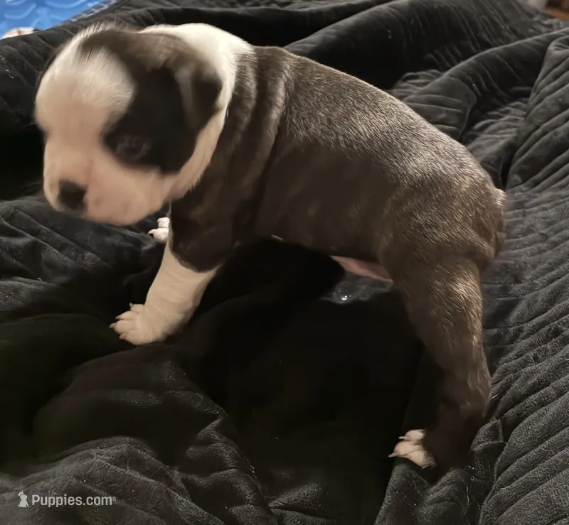 Luke  – Boston Terrier puppy for sale in Lake in the Hills, IL