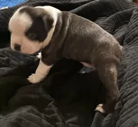 Luke , a male Boston Terrier for sale in Lake in the Hills, IL – 2 of 7