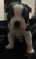 Mark, a male Boston Terrier for sale in Lake in the Hills, IL – 3 of 7