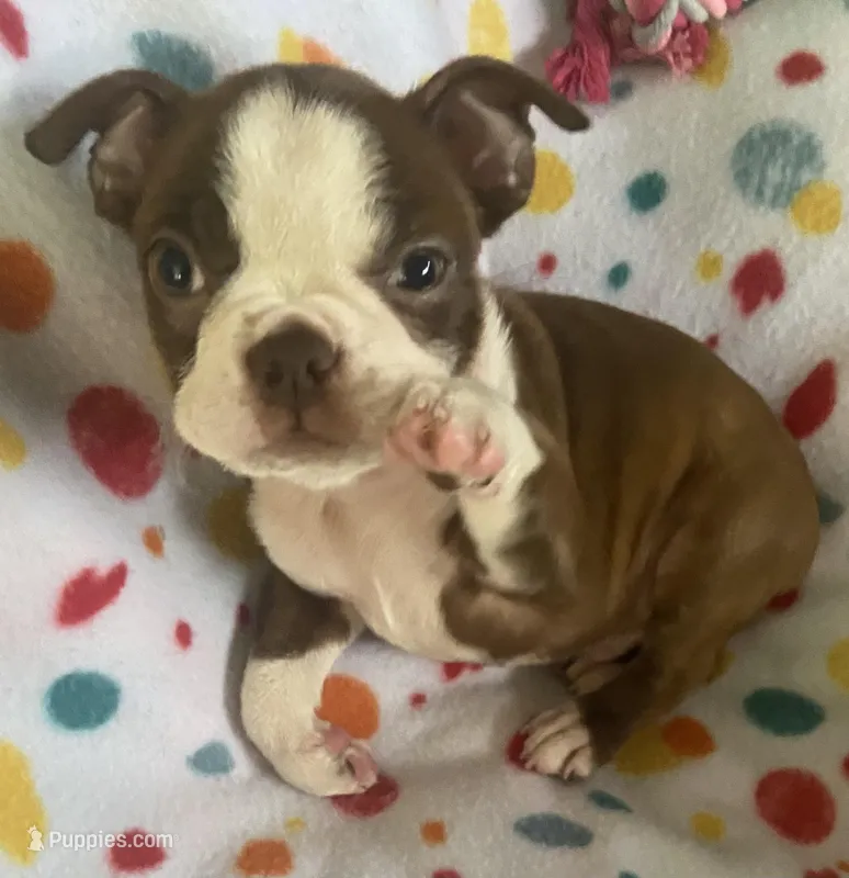 Markie – Boston Terrier puppy for sale in Lake in the Hills, IL